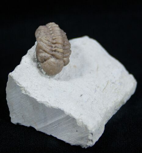 Small Paciphacops Trilobite From Oklahoma #1875